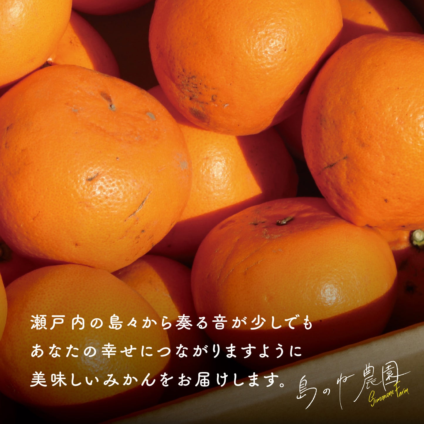 せとか【訳あり/愛媛みかん/木成り完熟/サイズ混合/3kg】