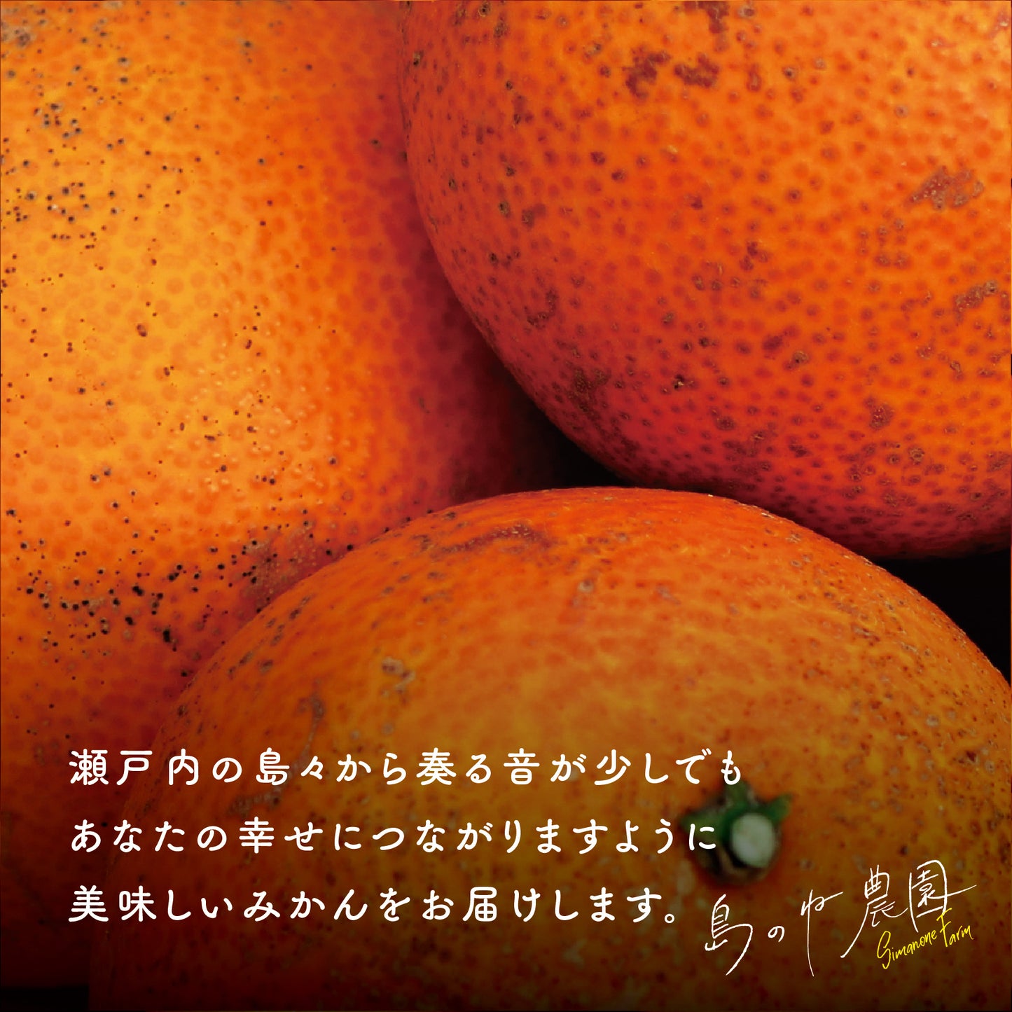 島のねまどんな【訳あり/愛媛みかん/木成り完熟/サイズ混合/2kg】