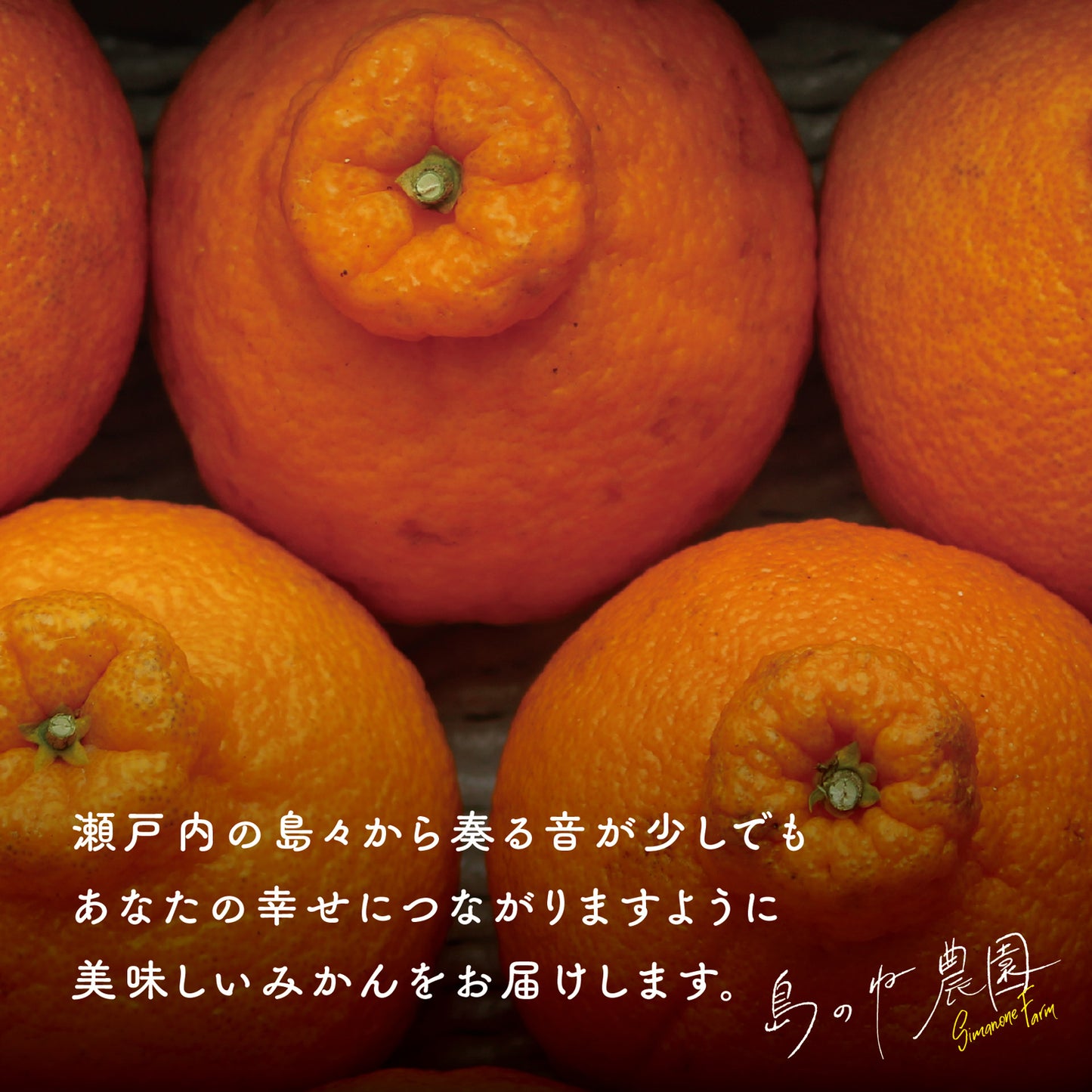 島のねデコ【訳あり/愛媛みかん/木成り完熟/サイズ混合/3.5kg】