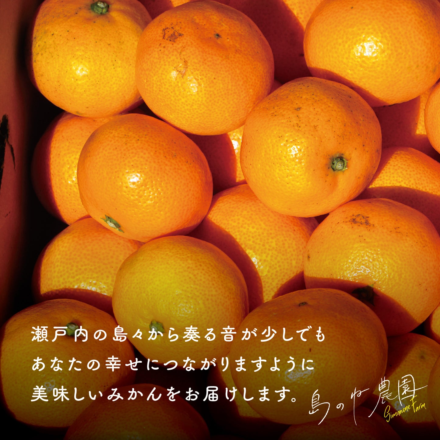 みかん【愛媛みかん/木成り完熟/5kg】