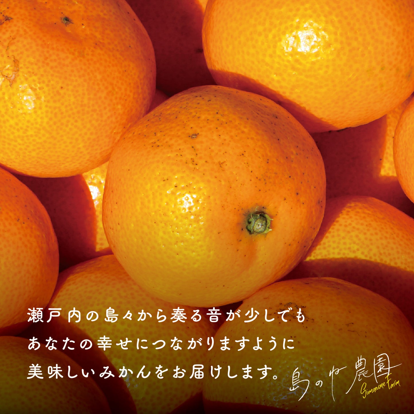 みかん【訳あり/愛媛みかん/木成り完熟/3kg】