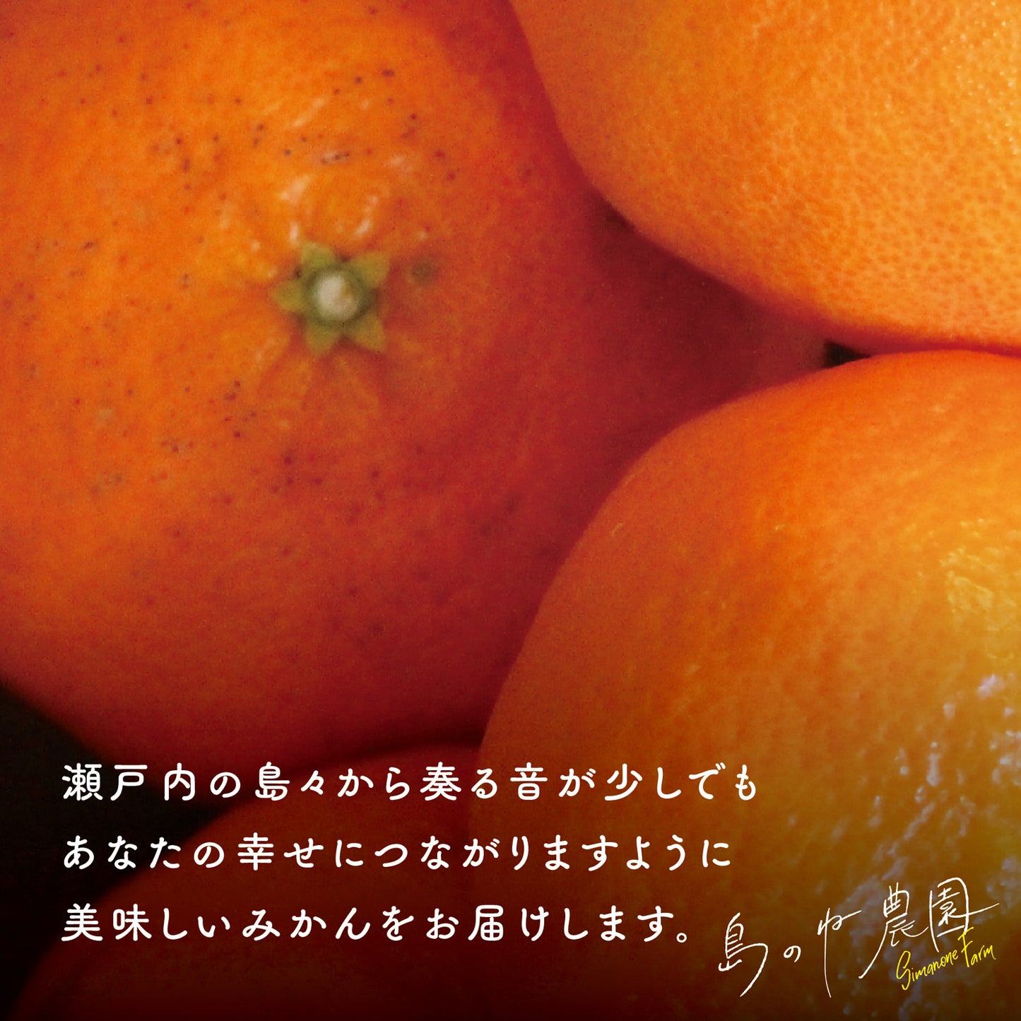 甘平【訳あり/愛媛みかん/木成り完熟/サイズ混合/3.5kg】
