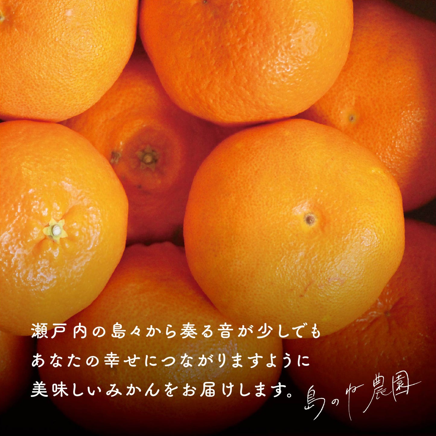 甘平【愛媛みかん/木成り完熟/サイズ混合/3.5kg】