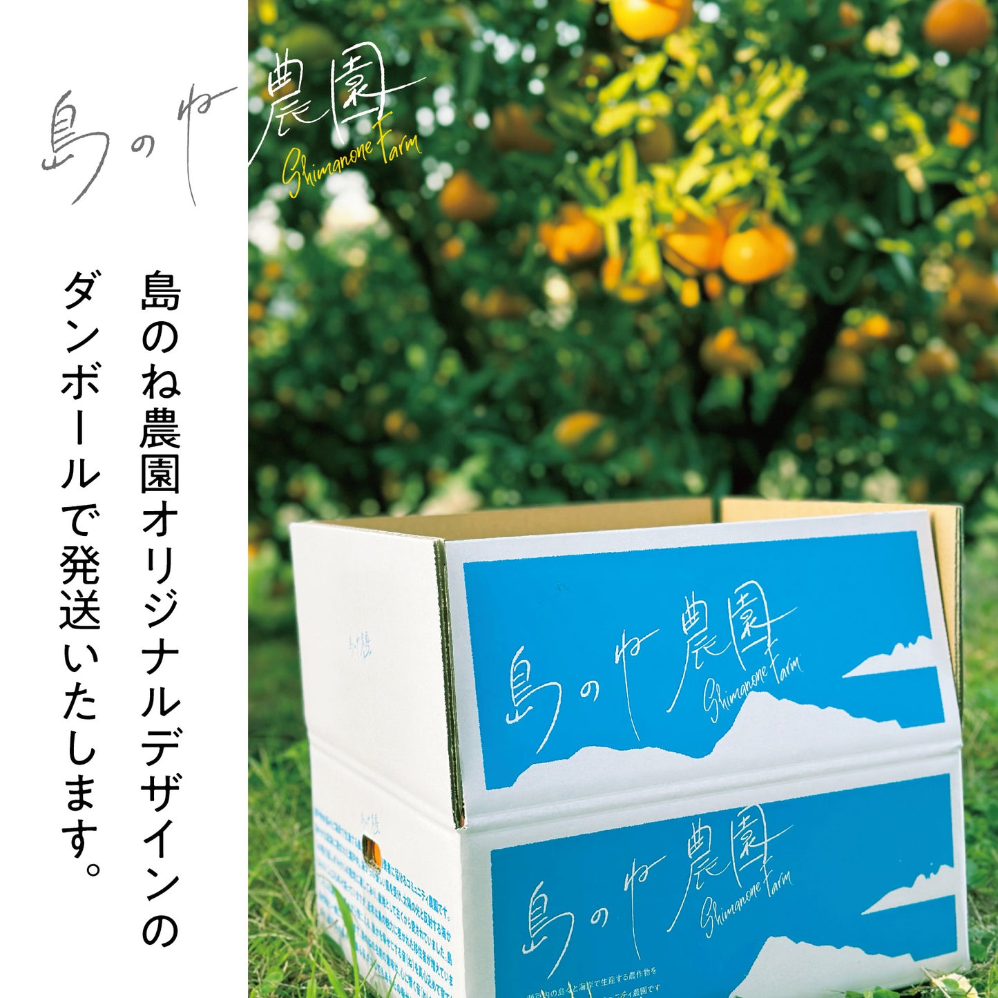 島のねまどんな【愛媛みかん/木成り完熟/サイズ混合/5kg】