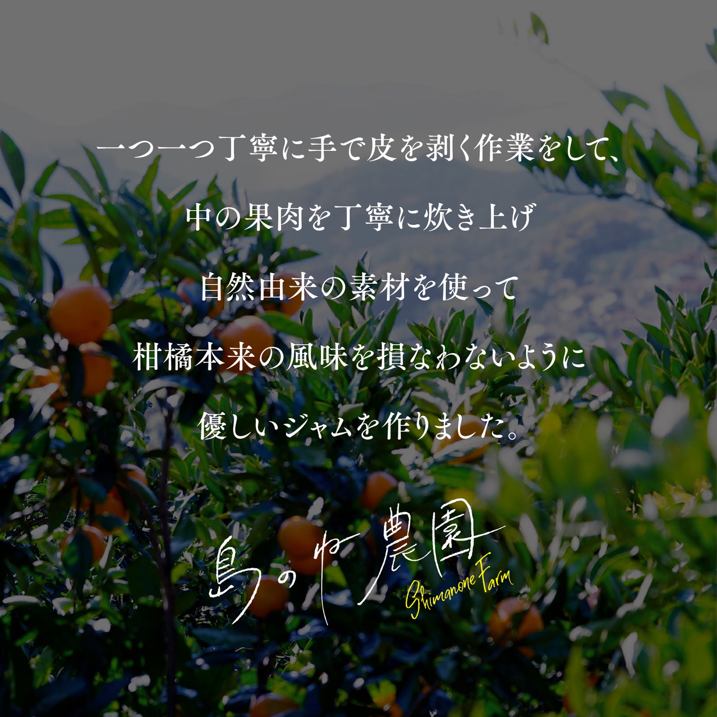 甘平ジャム / せとかジャム 【旬の果肉をふんだんに炊き上げた贅沢なジャム 2個セット 】