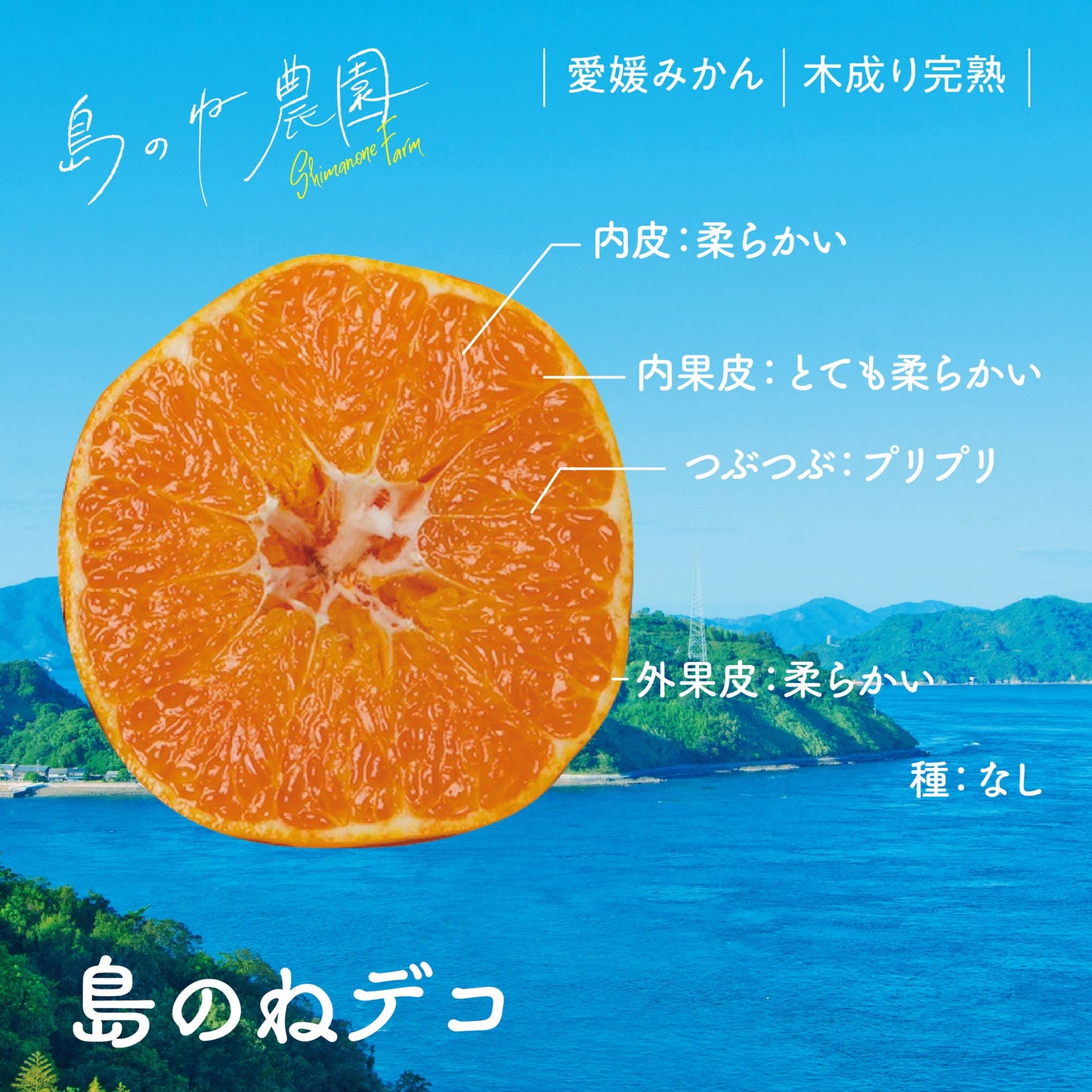島のねデコ【愛媛みかん/木成り完熟/サイズ混合/3.5kg】