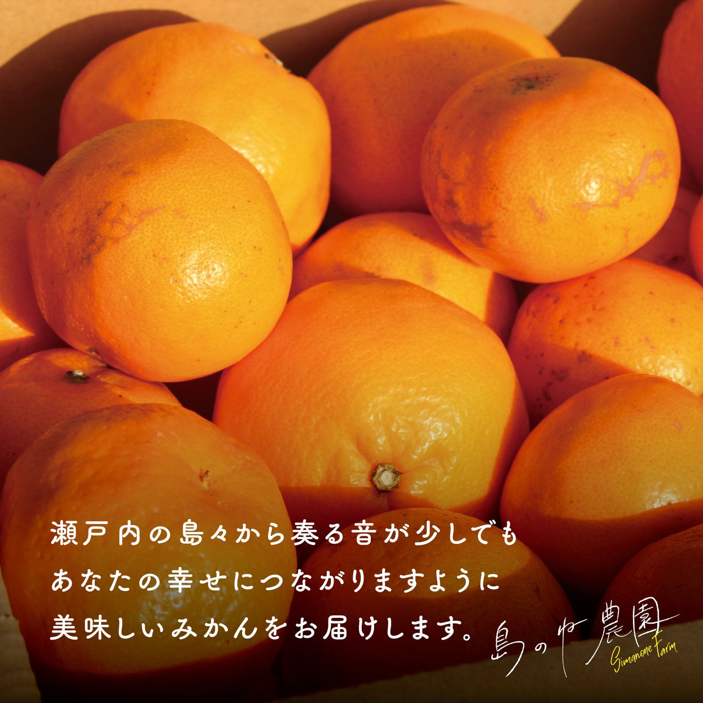はるみ【愛媛みかん/木成り完熟/サイズ混合/3.5kg】