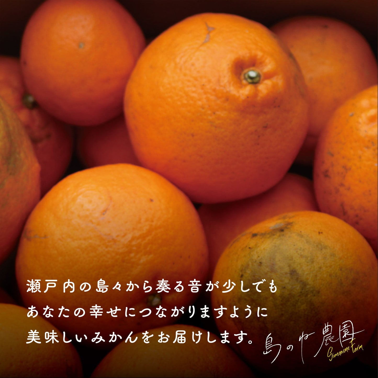 はるみ【訳あり/愛媛みかん/木成り完熟/サイズ混合/3.5kg】
