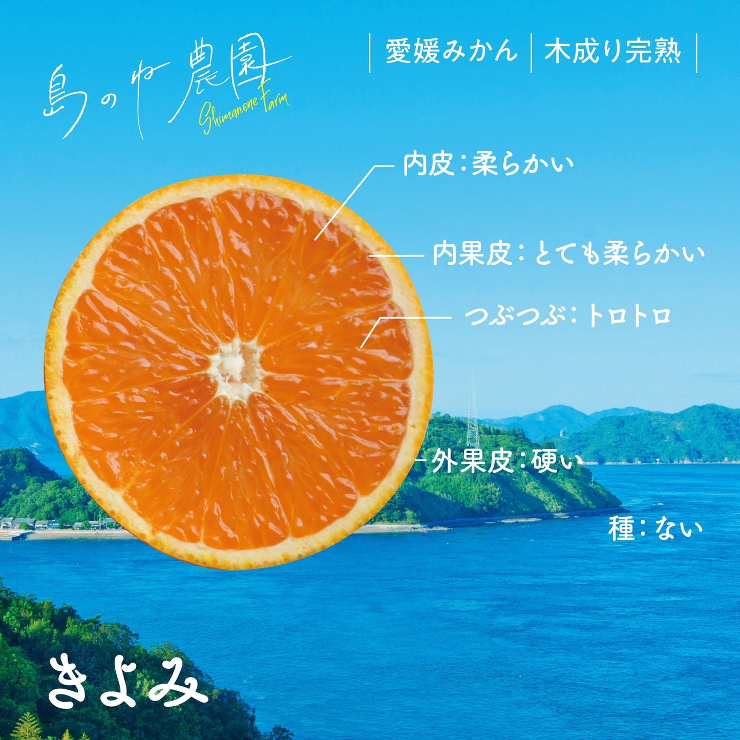 きよみ【愛媛みかん/木成り完熟/サイズ混合/5kg】