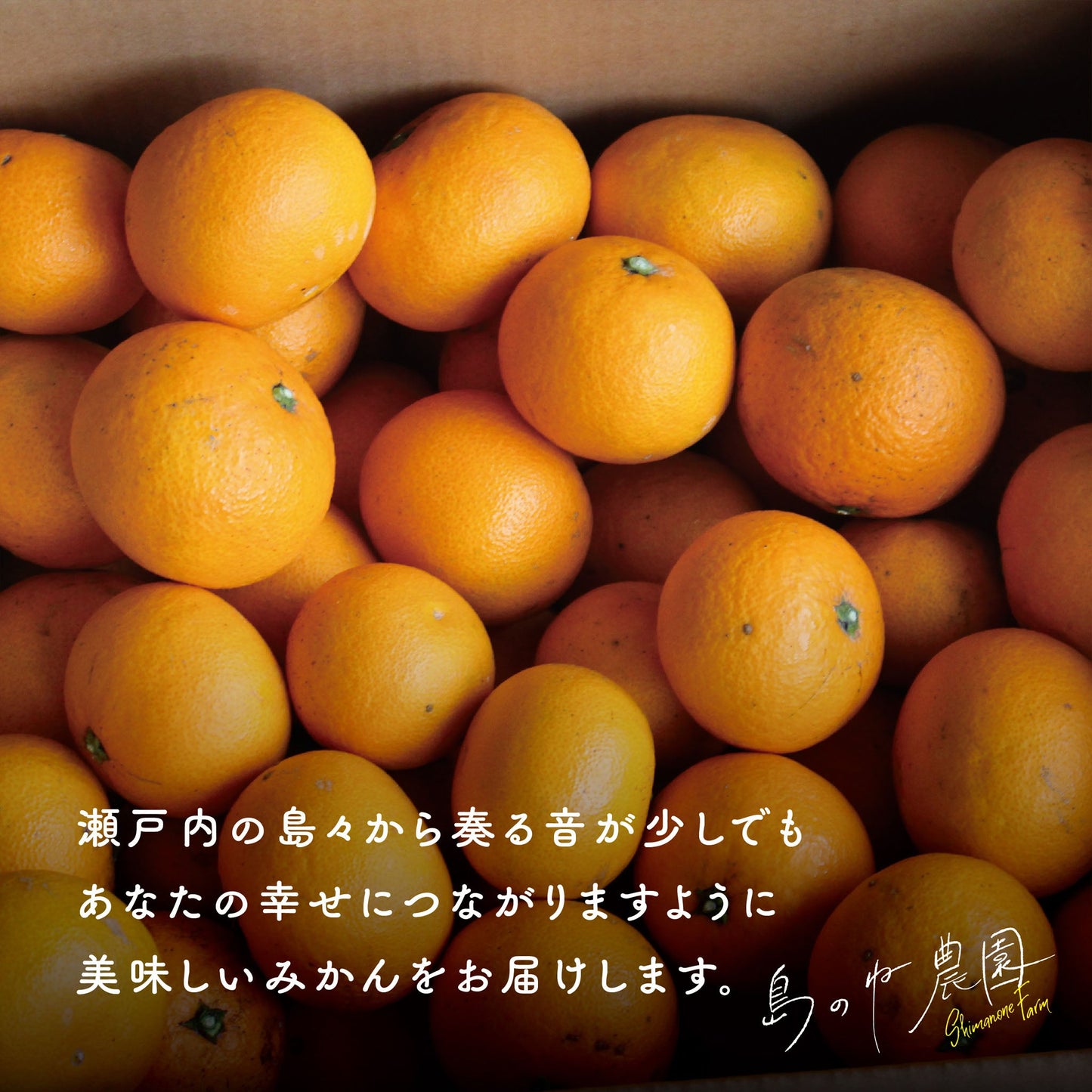 きよみ【愛媛みかん/木成り完熟/サイズ混合/5kg】