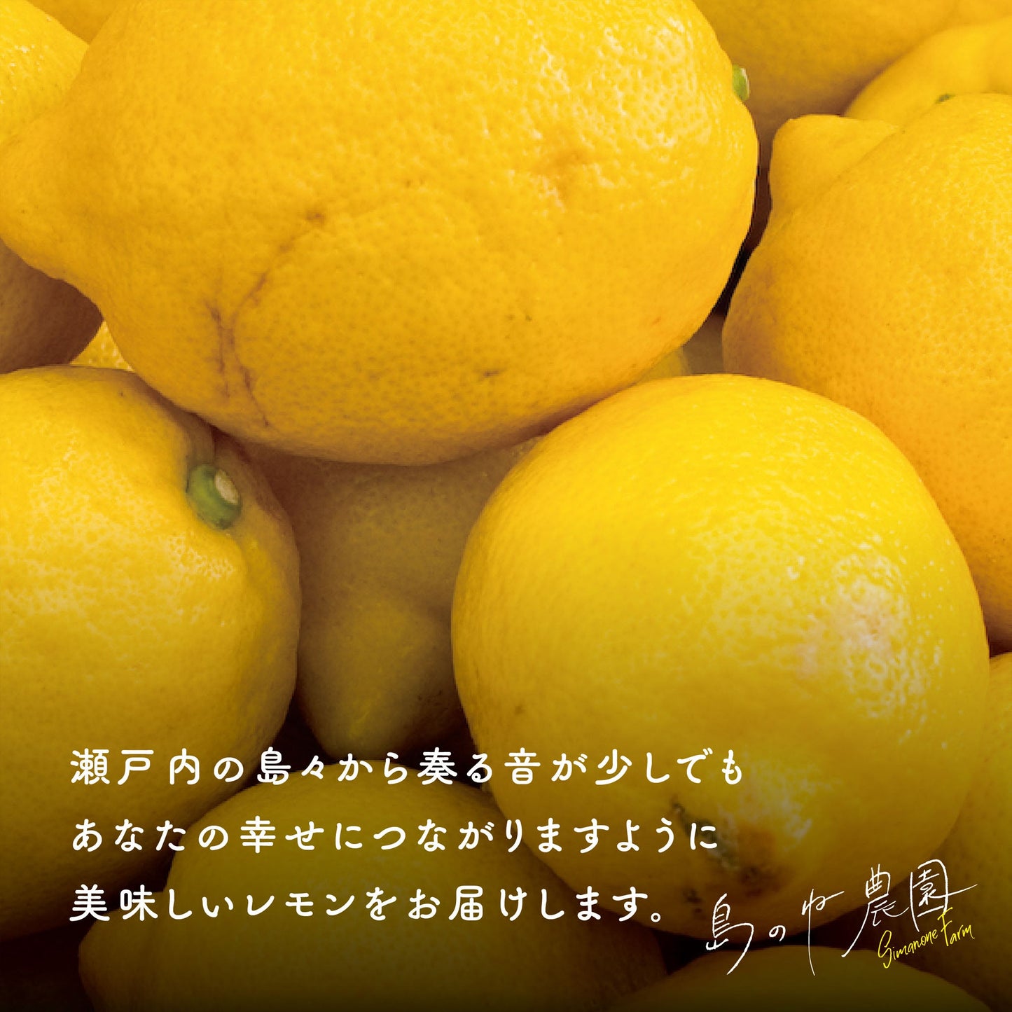 島のねレモン【訳あり/瀬戸内産/減農薬/サイズ混合/3kg】
