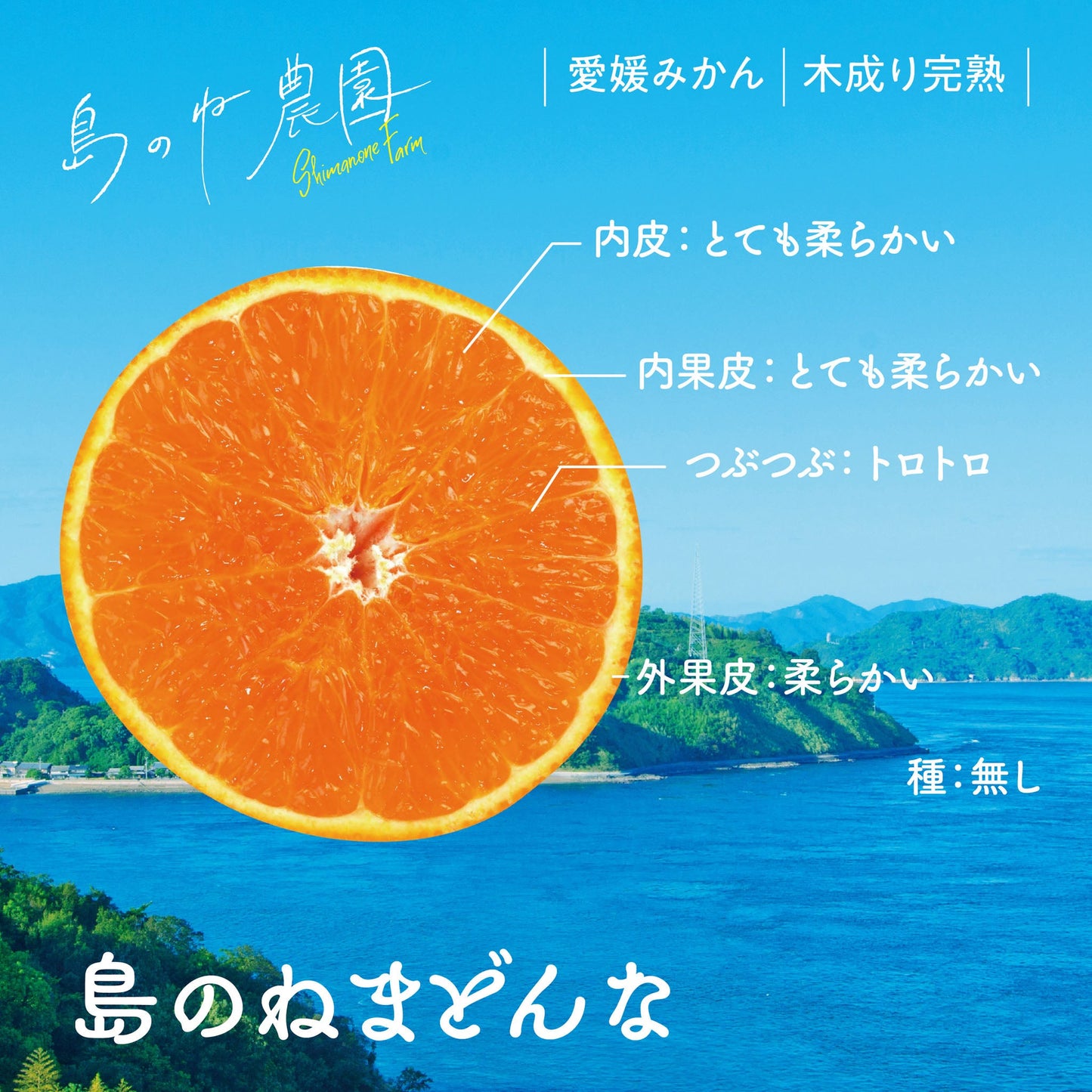 島のねまどんな【愛媛みかん/木成り完熟/サイズ混合/5kg】