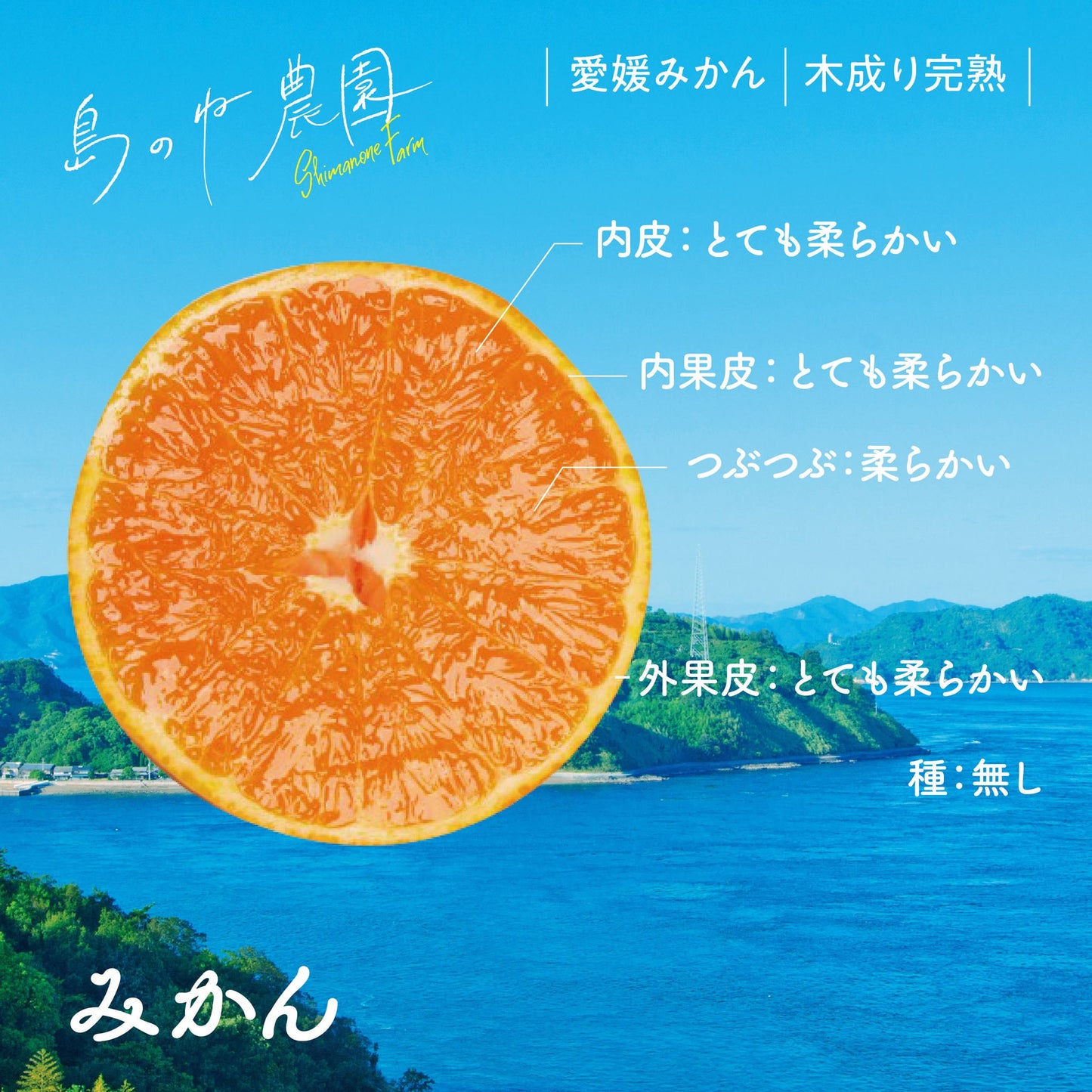 みかん【愛媛みかん/木成り完熟/5kg】