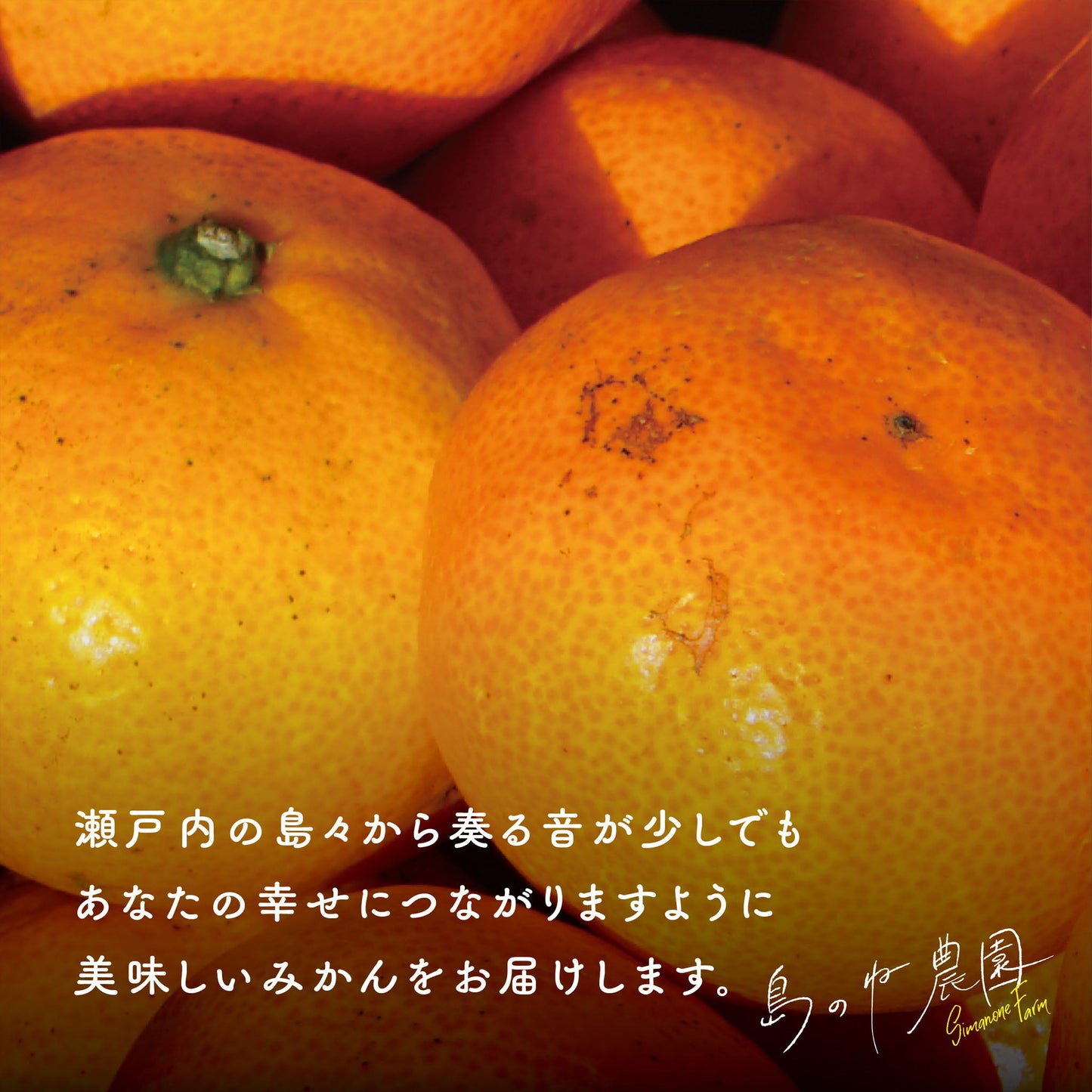 有機栽培みかん【訳あり/愛媛みかん/無農薬/3kg】
