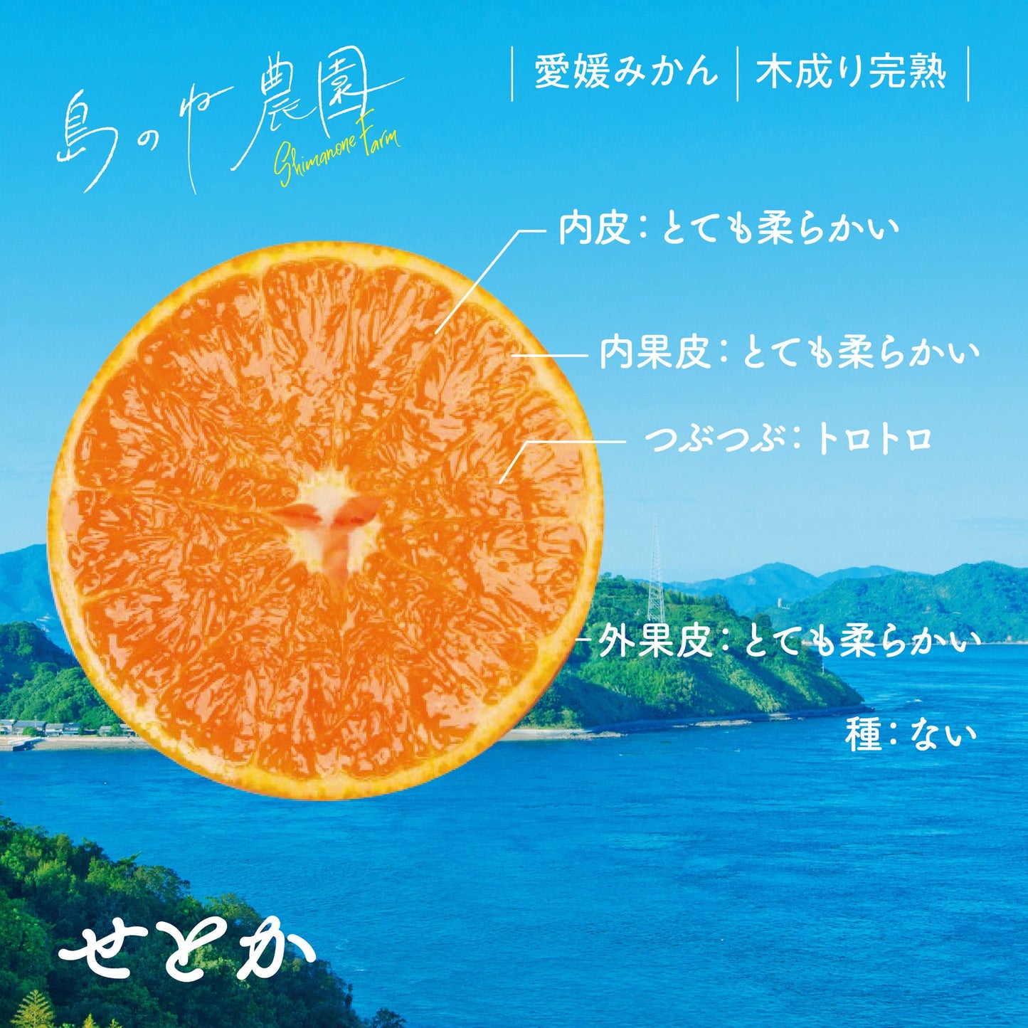 せとか【愛媛みかん/木成り完熟/5kg】