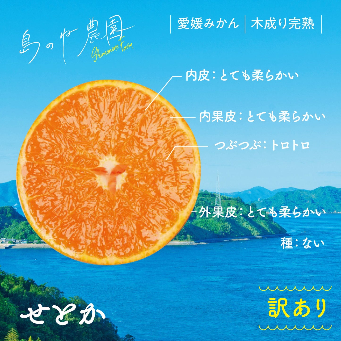 せとか【訳あり/愛媛みかん/木成り完熟/サイズ混合/3kg】