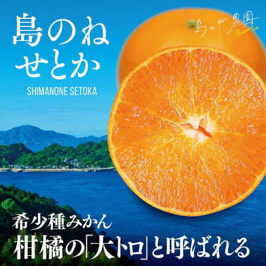 せとか【愛媛みかん/木成り完熟/3kg】