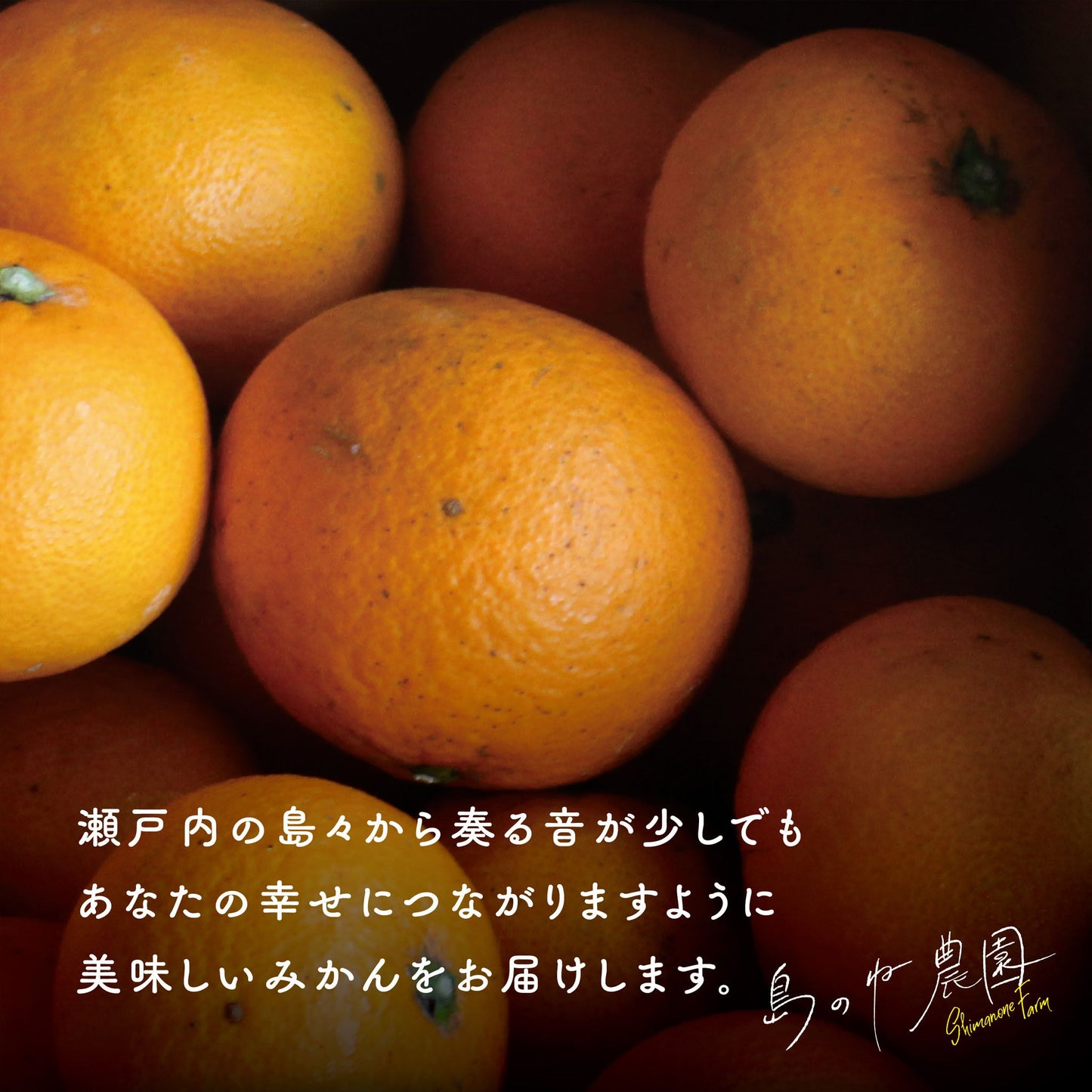 きよみ【訳あり/愛媛みかん/木成り完熟/サイズ混合/5kg】